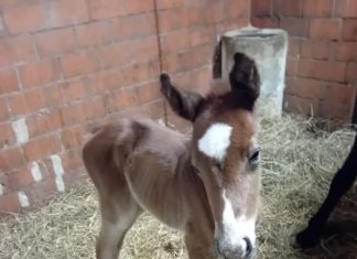 Allevatore Assisi, l’ippica è allo stremo delle forze