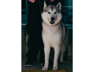 Terza edizione del D-Day, evento per gli amici a quattro zampe al Quasar Village