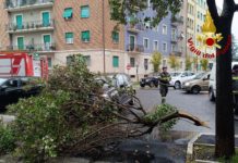 A Terni nunerosi interventi per piante e rami spezzati