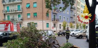 A Terni nunerosi interventi per piante e rami spezzati