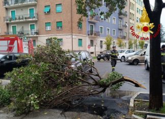 A Terni nunerosi interventi per piante e rami spezzati