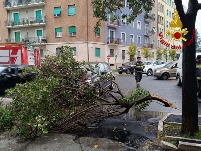 A Terni nunerosi interventi per piante e rami spezzati