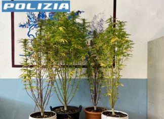 Perugia, trovato in possesso di piante di marijuana: denunciato dalla Polizia di Stato
